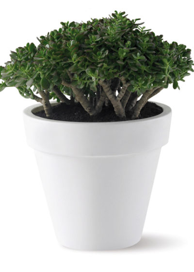 Extra Big Plastic Pot 50cm lime green